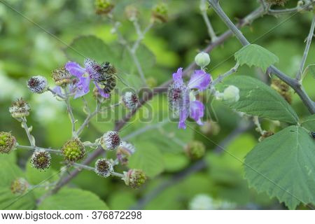 Bee Placed In Blackberry Flower In The Forest