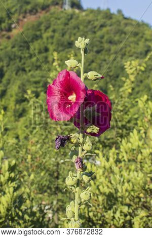Bee Collecting Honey From Wild Flower In Forest