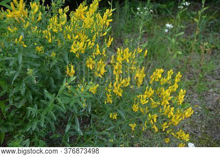 Flowers Yellow Genista Tinctoria.flowering Dyers Broom (genista Tinctoria).
