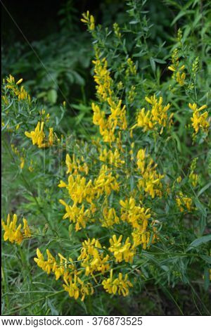 Flowers Yellow Genista Tinctoria.flowering Dyers Broom (genista Tinctoria).