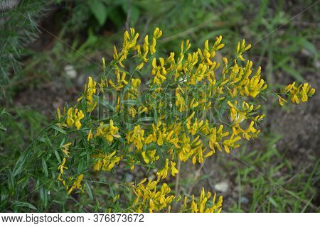 Flowers Yellow Genista Tinctoria.flowering Dyers Broom (genista Tinctoria).