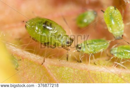 Close-up Of Aphids On A Leaf Of A Tree. Macro