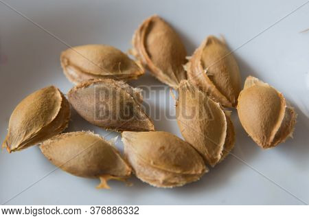 An Apricot Kernel Is The Seed Of An Apricot, Which Is Located Within The Hard Endocarp . Apricot Ker