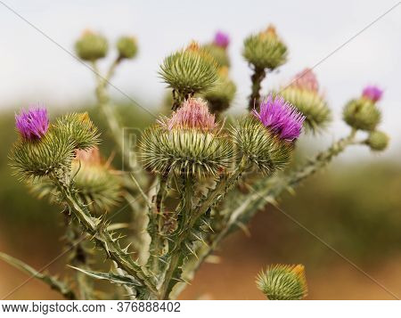 Cotton Thistle Or Scotch Thistle, Onopordum Acanthium