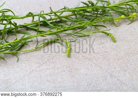 Natural Background. Green Herb On Flax Natural Fabric Background. Texture Linen Cloth And Green Herb