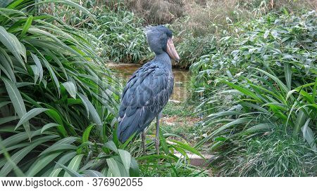 The Shoebill, Balaeniceps Rex Also Known As Whalehead, Whale-headed Stork, Or Shoe Billed Stork, Is 