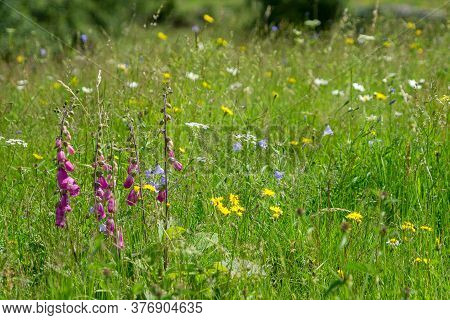 Wild Flowers Are Left To Bloom In Meadow Land On The Floor Of Langdale Valley