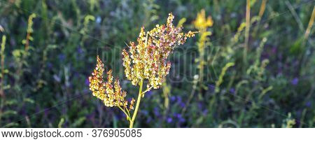 Horse Sorrel During The Flowering Period. Rumex Confertus. Horse Sorrel On The Side Of A Rural Road.
