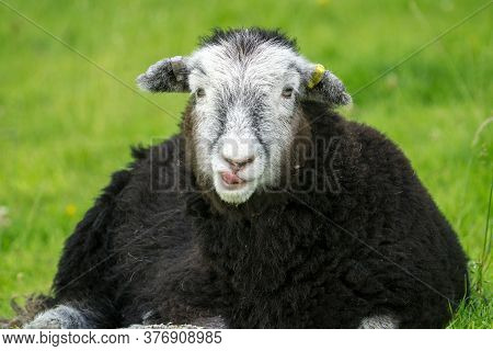 Herdwick Lamb Lying Down In The Heat Of A Summers Day Looks Straight At The Camera
