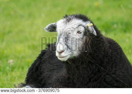 Herdwick Lamb Lying Down In The Heat Of A Summers Day Looks Straight At The Camera