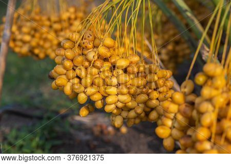 Bunch Of Palm Fruit Thailand. Agriculture Economy / New Season Dates On A Date Palm Tree