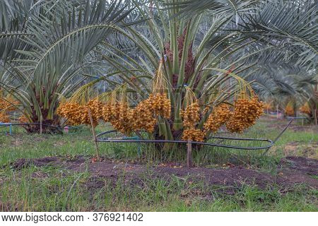 Bunch Of Palm Fruit Thailand. Agriculture Economy / New Season Dates On A Date Palm Tree