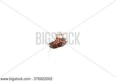 Dead Cockroach Isolated On White Background. Top View