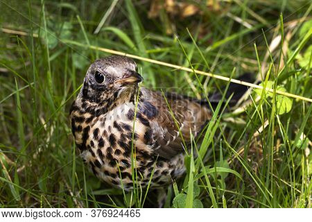 Young Thrush Bird Out Of Town On Green Grass. Open Beak Thrush. Wild Nature. Macro