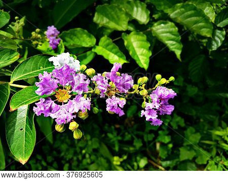 Purple Flowers On The Tree In Garden