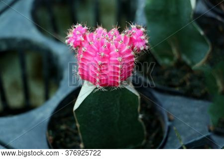 Pink Color Of Gymnocalycium Mihanovichii Cactus In The Mini Plant Pot. Moon Cactus Plant In Pot.