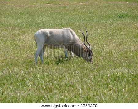 Addax