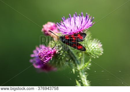 Six-spot Burnet, Zygaena Filipendulae, Sitting On Purple Thistle Blossom