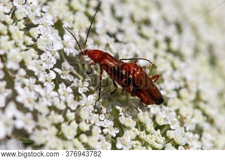 Black-tipped Soldier Beetle, Rhagonycha Fulva, On White Flowers