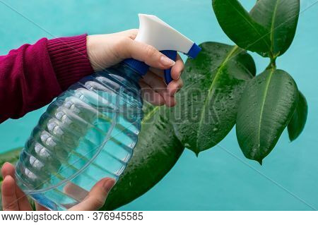 Young Girl's Hands Are Spraying Leaves Of Ficus Plant At Home. Gardener Watering House Plants By Usi