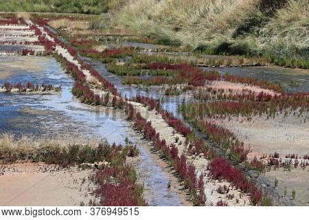 View Of The Famous Salt Marshes Of Guerande, France
