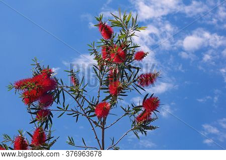 Red Flowers Of Callistemon Viminalis ( Melaleuca Viminalis, Weeping Bottlebrush) Against Blue Sky