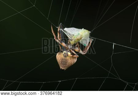 Photos Of Orb Weaver Spider (erovixia Excelsa) Wrapping Up A Mayfly For Meal With Its Silk