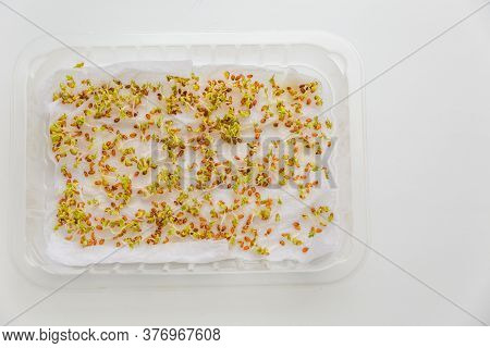 Sprouted Seeds On Cotton Wool Or Wet Paper. Micro Greens Grown At Home In A Plastic Container On The
