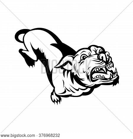 Retro Style Illustration Of A Pit Bull Or Pitbull, A Common Name For A Type Of Dog Descended From Bu
