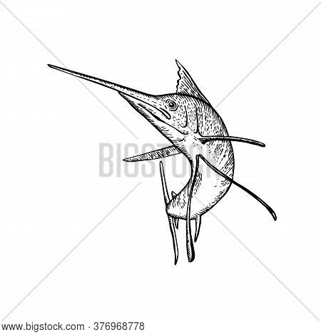 Retro Woodcut Style Illustration Of A Sailfish, A Fish Of The Genus Istiophorus Of Billfish Living I