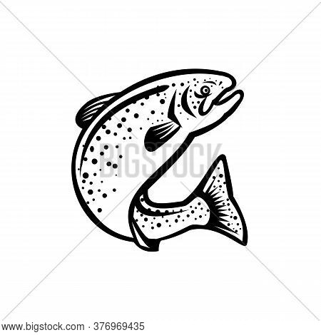 Illustration Of A Rainbow Trout Fish Jumping Up On Isolated White Background  Done In Retro Black An