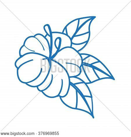 Hibiscus Sketch Logo. The Elements For Infographics With A Hand-drawing Style.