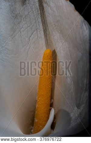 Selective Focus On The Spadix Of A Calla Lilly In Nature, Showing A Portion Of The Spathe
