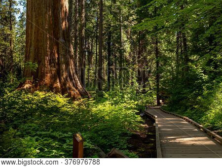 Boardwalk At North Grove Trail, Calaveras Big Trees State Park, California, Usa, Ain The Summer, Fea