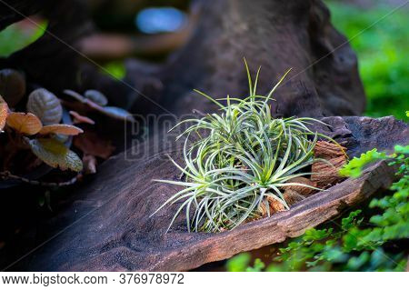 Beautiful Air Plant Call  Tillandsia​ Funckiana., Colorful Tillandsia On Backyard Garden Nature Back