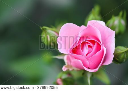 Soft Pink Rose Bonica With Buds In The Garden. Perfect For Background Of Greeting Cards For Birthday