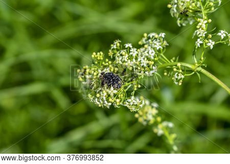 Black Garden Ants Sitting On The Oxythyrea Funesta Beetle, Which Feeds Of A White Bedstraw Flowers. 