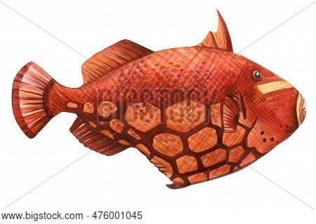 Tropical Watercolor Fish. Hand Drawn Illustration. Realistic Sea Fish For Design. Triggerfish