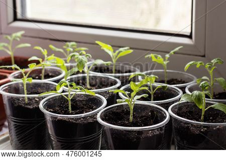 Tray With Green Seedlings, Fresh And Green Vegetable Seedlings Growing In Pots Microplants,