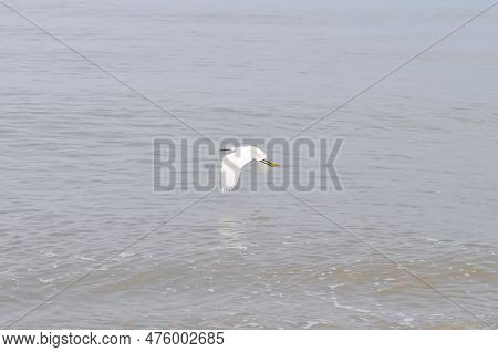 Heron, Bittern Or Egret Or Pelecaniformes On The Beach Or Sea Background Or Beach Background