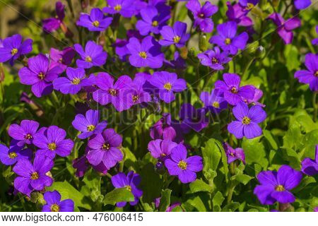 Obrieta Adanson Close-up. Purple Flowers Of Aubrieta