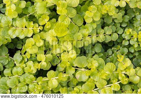 Green Moneywort Also Known As Creeping Jenny Bacground Texture Growing On Garden. Lysimachia Nummula