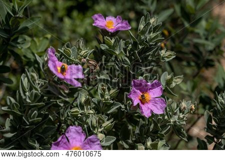 Misty Cistus Albidus Under The Sun Of South Of France During Spring