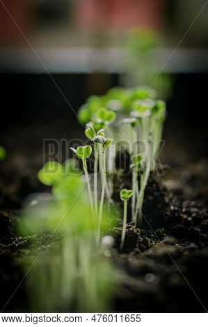 Small Young Green Rapini Or Turnips Seedlings Just Sprouted From Seeds Planted In Fertile Potting So