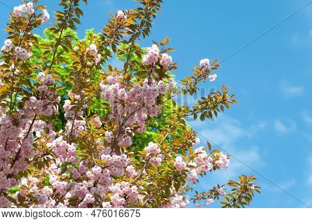 Sakura Bloom. Blooming Sakura Flowers Against The Sky. Pink Sakura Flowers In The Botanical Garden. 