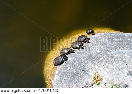 Turtles In The Little Lake Of Santa Degna