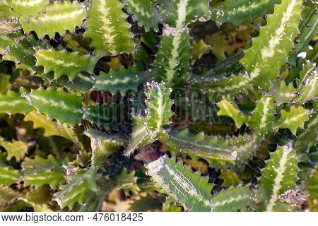 Branches Of A Mottled Spurge Bush, Euphorbia Lactea
