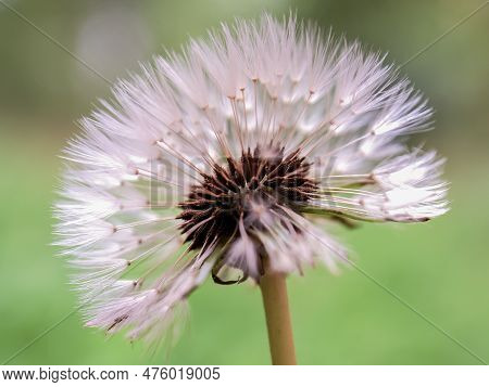 Macro Photography Of The Uncovered Center Of A Dandelion Seed Head, Captured At The Andean Mountains