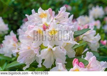 Light Pink Rhododendron Caucasicum On A Background Of Green Leaves