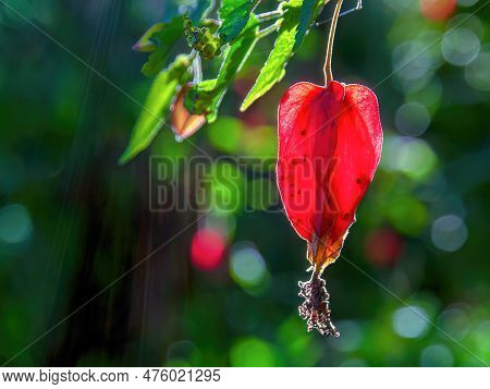 Macro Photography Of A Trailing Abutilon Flower Bud Iluminated By The Early Morning Sun, Captured In